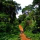 Growing Concern As Niger Delta’s Rainforest, Others Are Disappearing