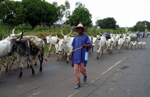 herdsmen