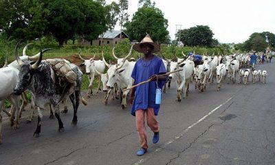 herdsmen