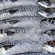 NAFDAC denies presence of plastic fish in Nigeria