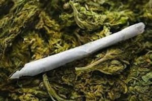 NDLEA moves against cultivation of Indian hemp
