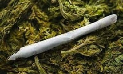 NDLEA moves against cultivation of Indian hemp