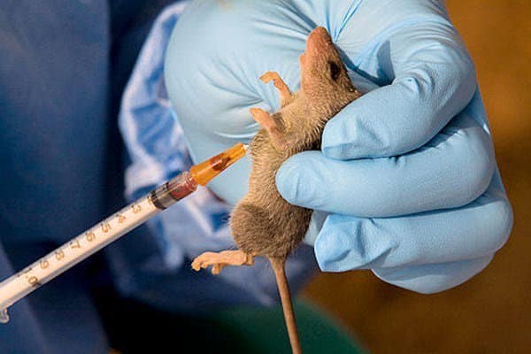 Lassa Fever Cases Reduce in Nigeria