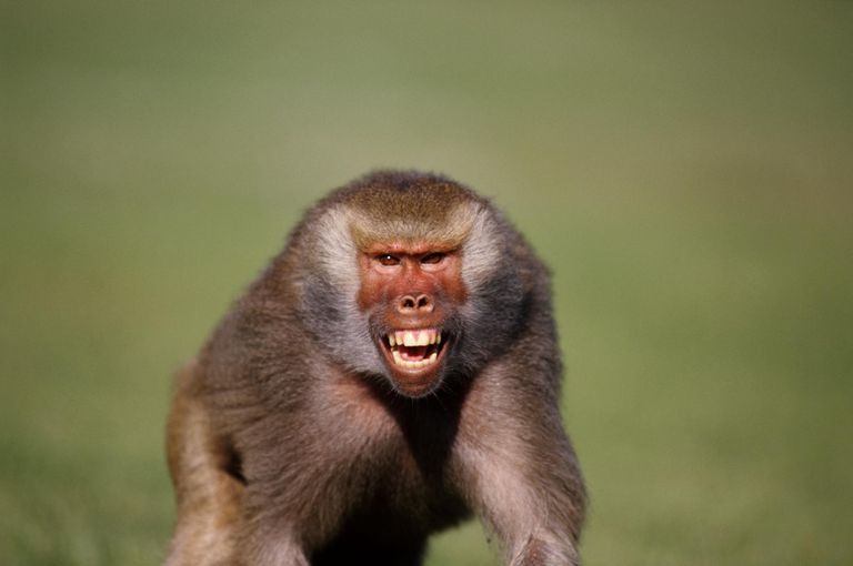 One-Year-Old Girl Badly Wounded As Baboon Tries To Collect Her Toy