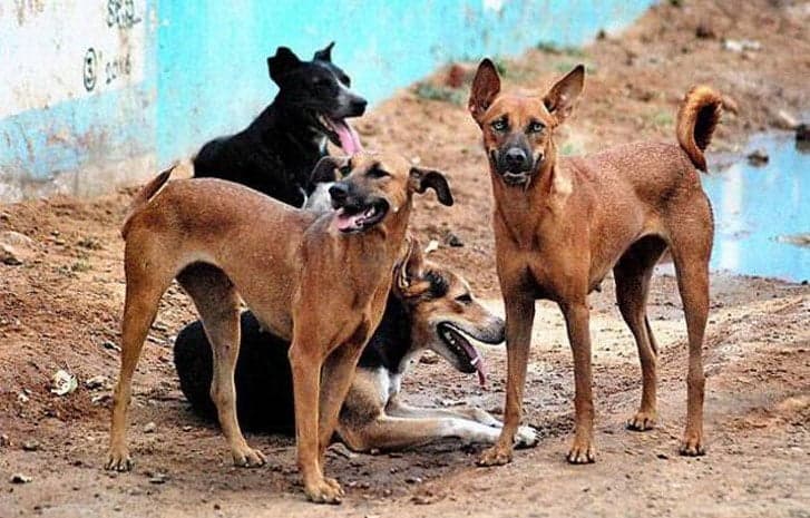 Man Jailed Six Months For Burying 16 Dogs Alive