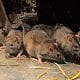 Use Traps Instead Of Poison To Kill Rats - Experts Warns