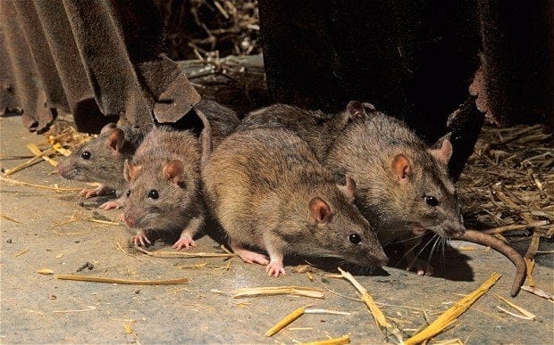 Use Traps Instead Of Poison To Kill Rats - Experts Warns