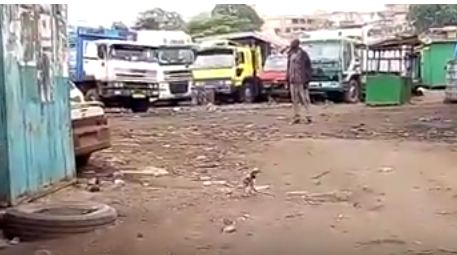 Two Rats Engage In Tough Fight In Ghana (Video)