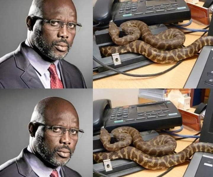Twitter Users React As Snakes Send George Weah Out Of Office