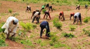 FG targets 23, 000 Benue farmers for Agric inputs