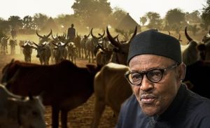 Buhari and Miyetti Allah, cattles