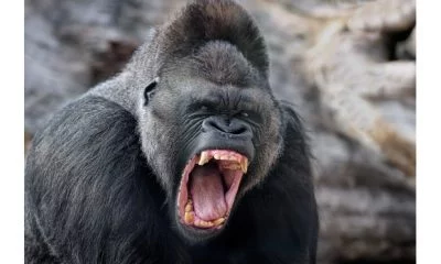 Gorilla Swallows N10 Million Eid Revenue Fund In Kano