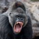 Gorilla Swallows N10 Million Eid Revenue Fund In Kano