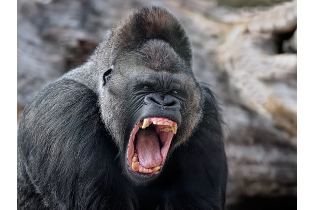 Gorilla Swallows N10 Million Eid Revenue Fund In Kano