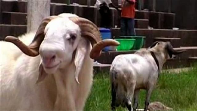 Man Stabbed To Death In Lagos Over Eid-el Kabir Ram