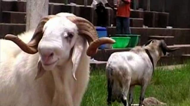 Man Stabbed To Death In Lagos Over Eid-el Kabir Ram 