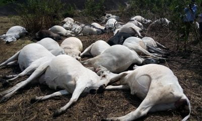 How Nigerian Military Killed Over 1,000 Cows In Nasarawa