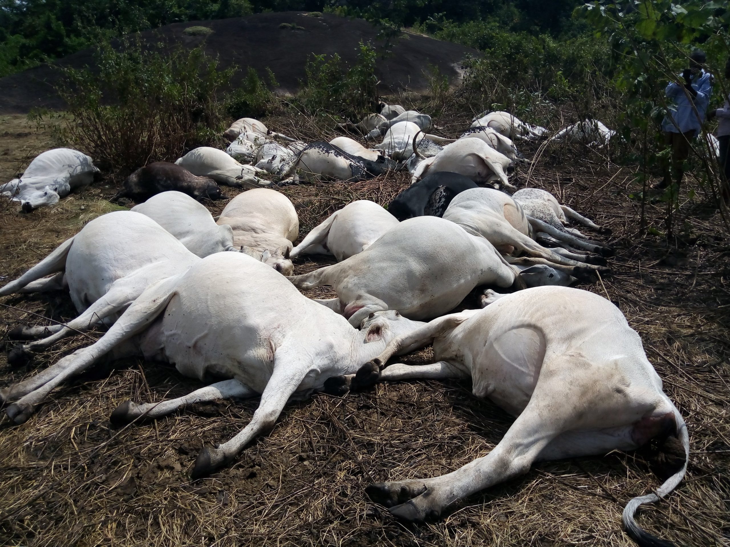 How Nigerian Military Killed Over 1,000 Cows In Nasarawa