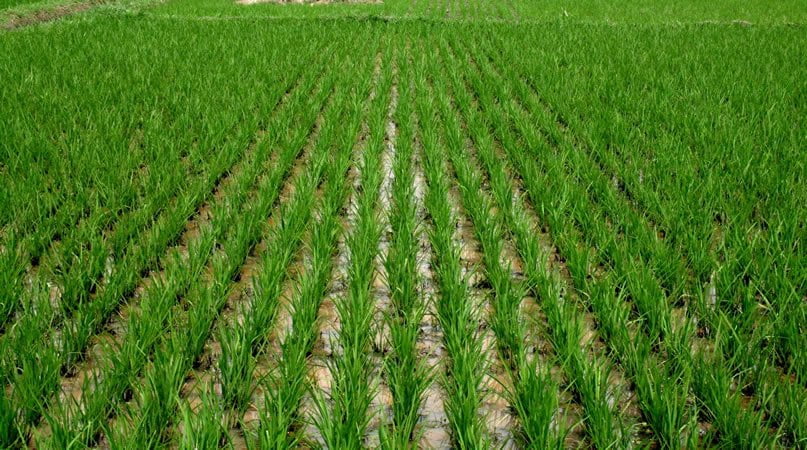 Image result for Rice farming in Nigeria