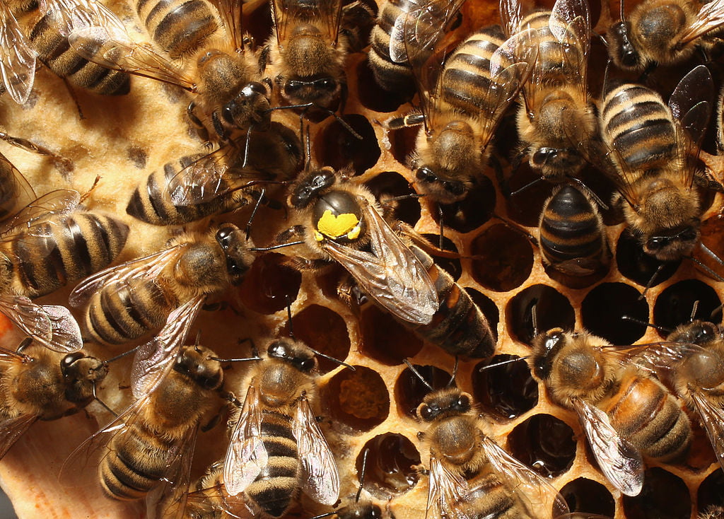 Bee Invasion