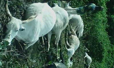 Fear In Osun As Lightning Kills 7 Cows