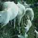 Fear In Osun As Lightning Kills 7 Cows