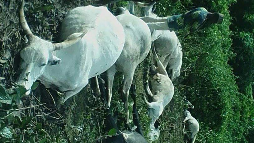 Fear In Osun As Lightning Kills 7 Cows