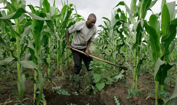 Lucrative Business For The Week: How To Cultivate Hybrid Maize In Nigeria