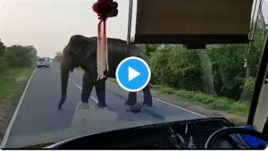 Watch Moment Elephant Robbed Passengers On Highway (Video)