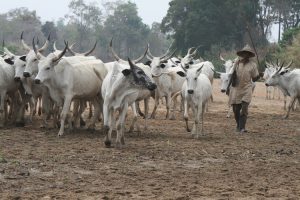 Again, Suspected Herdsmen Attack Benue Community, Kill Five