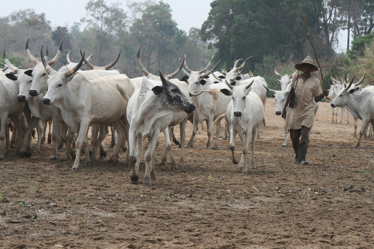 herdsmen