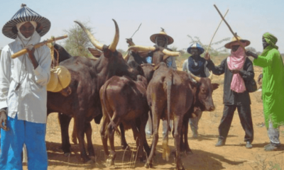 Miyetti Allah Reacts, Tell Wike What They Want After Plans To Stop Animal Grazing In Abuja City