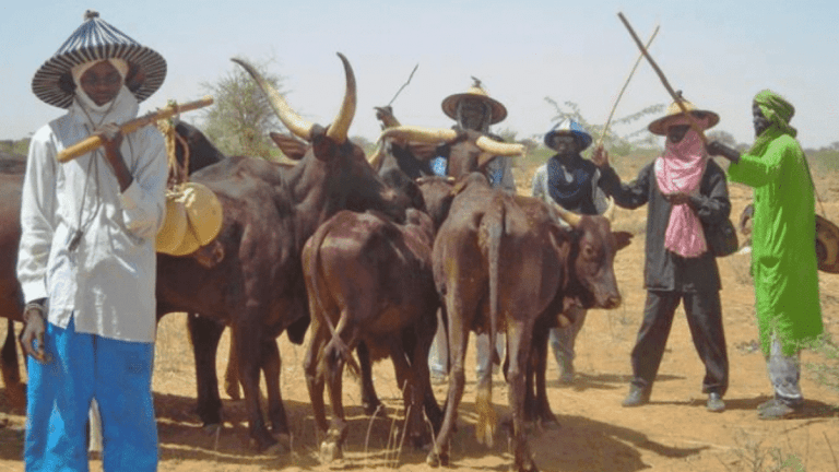 Miyetti Allah Reacts, Tell Wike What They Want After Plans To Stop Animal Grazing In Abuja City