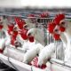 Bird Flu: FG Destroys Over 329,000 Chickens In 62 Farms
