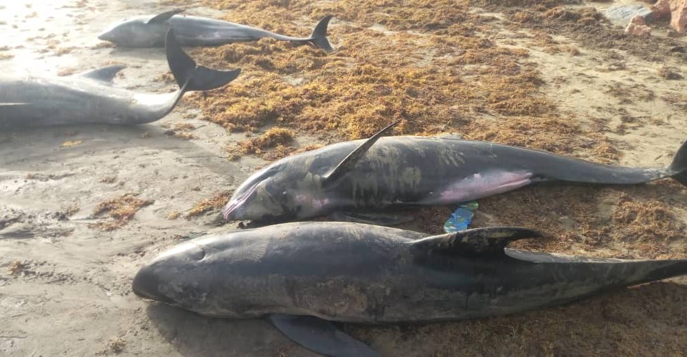 In Ghana, around sixty dolphins and fish found washed up on the coasts