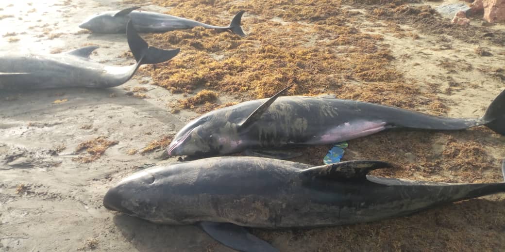 In Ghana, around sixty dolphins and fish found washed up on the coasts