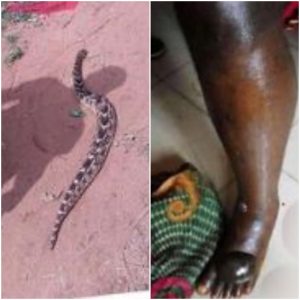 Tears As Man Dies After Being Bitten By A “Spiritual” Snake |Photos