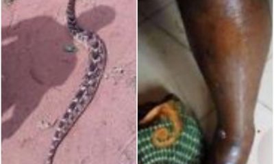 Tears As Man Dies After Being Bitten By A “Spiritual” Snake |Photos