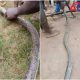 See Photos Of Two Huge Pythons Killed By Workers For Eating Residents' Goats, Birds In Aba