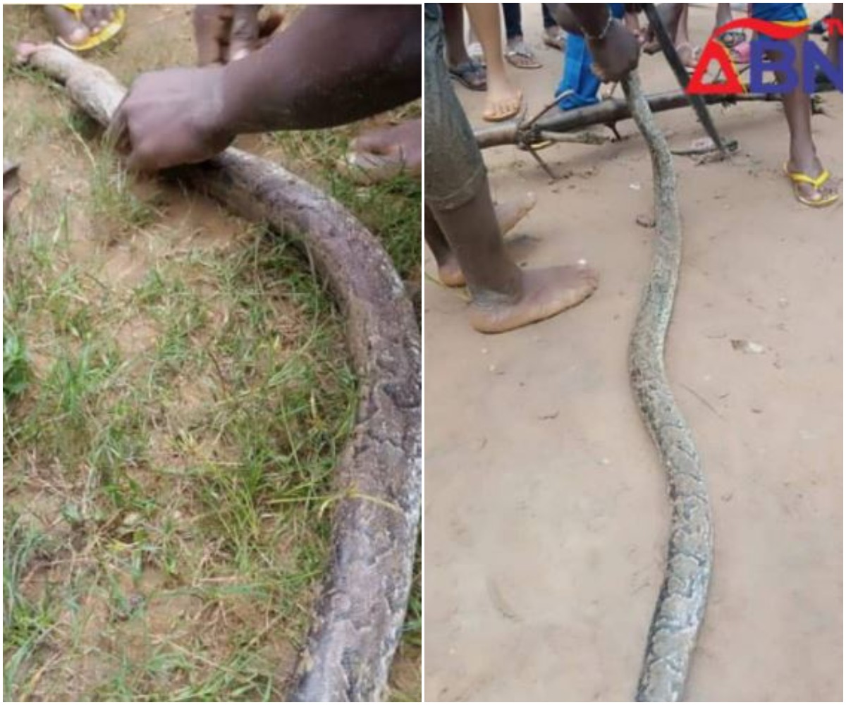 See Photos Of Two Huge Pythons Killed By Workers For Eating Residents' Goats, Birds In Aba