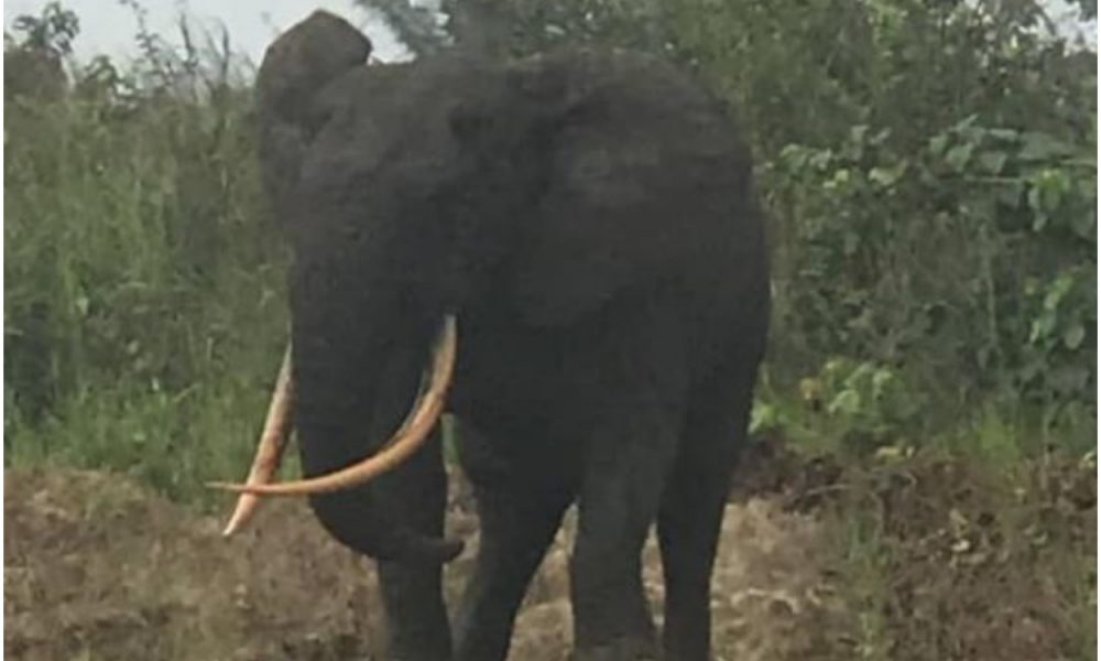PHOTOS: Nigerians React As Elephant Is Spotted In Rivers
