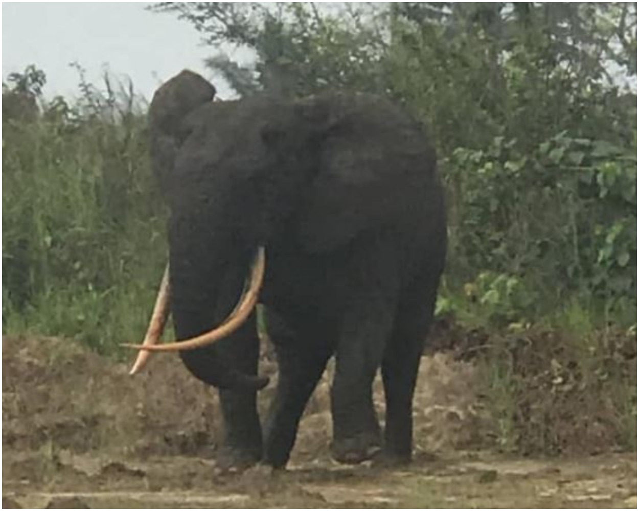 PHOTOS: Nigerians React As Elephant Is Spotted In Rivers