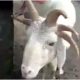 Ram With 5 Horns Is Spotted In Lagos Ahead Of Sallah Celebration