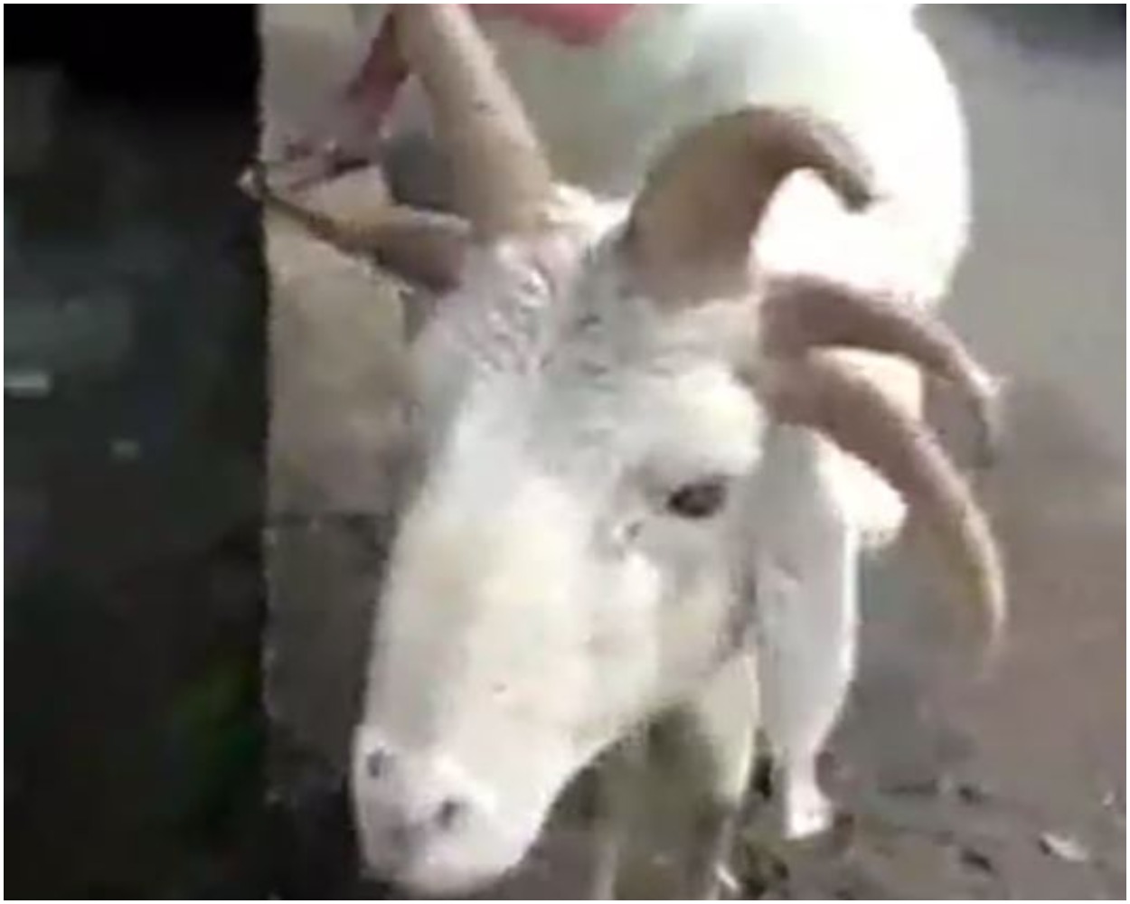 Ram With 5 Horns Is Spotted In Lagos Ahead Of Sallah Celebration