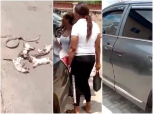 Woman's Prado Jeep filled with snakes and cat