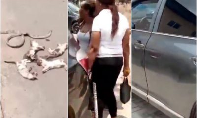 Woman's Prado Jeep filled with snakes and cat