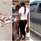 Woman's Prado Jeep filled with snakes and cat