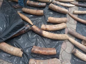 The Nigeria Customs Service (NCS) says it has arrested three persons over alleged illegal exportation of pangolin scales and elephant tusks worth N22.3 billion in Lagos. Comptroller-general of customs, Hameed Ali, disclosed this while addressing reporters on Wednesday. He noted the items seized included pangolin scales in 196 sacks weighing 17,137.44kg, elephant tusks weighing 870.44kg, and pangolin claws measuring 4.60kg. According to him, the intercepted items were evacuated from Ijeoma street in Lekki, Lagos state, adding that three suspects in connection with the seizure have been arrested. “Already, three suspects who are non-nationals have been arrested. They are Mr Traore Djakonba, Mr Isiak Musa and Mr Mohammed Bereta. The kingpin, Mr Berete Morybinet, is on the run thinking he can evade the long arm of the law. “Security agencies at all entry and exit points are on red alert to track and arrest him to face justice. He is, therefore, advised in his interest to surrender himself to the NCS,” he said.