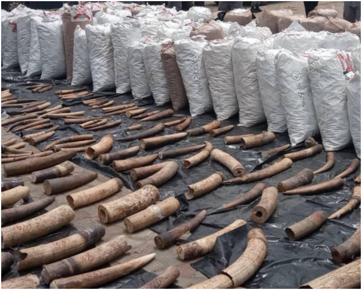 Elephant Tusks Worth ₦22Billion Intercepted In Lagos PHOTOS