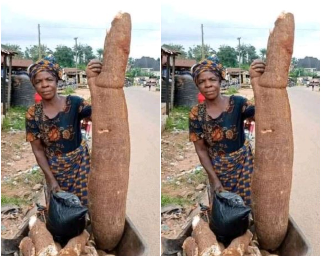 Female Farmer Shows Off Huge Cassava Tuber She Harvested From Her Farm